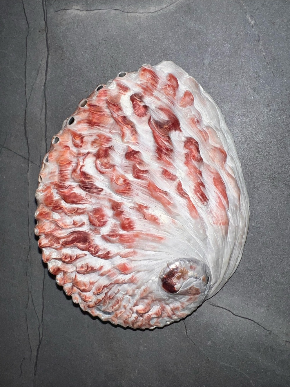 Decorative Red and White Abalone Shell Accent